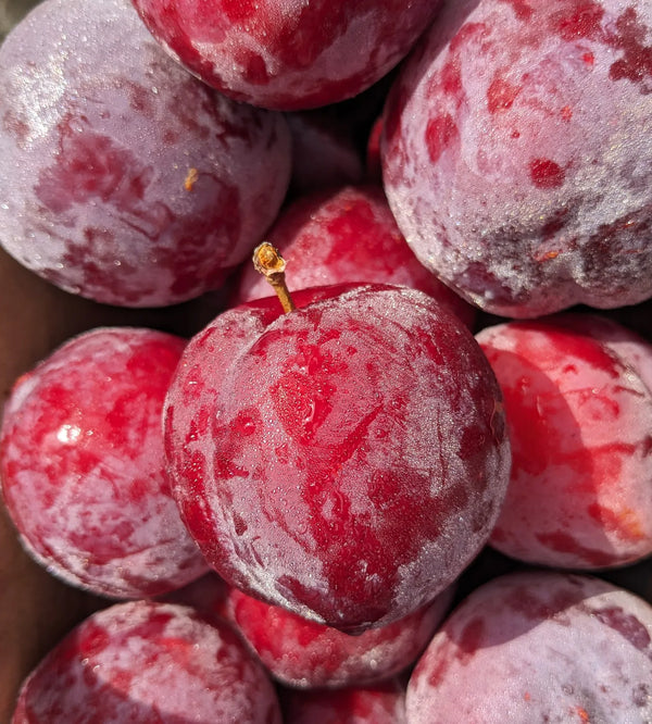 fortune-plums